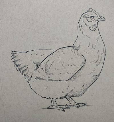 Ink drawing of hen on toned brown paper