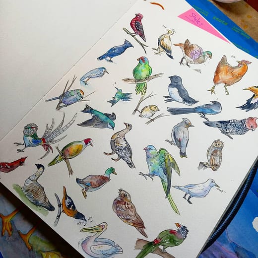 Sketchbook spread of species of bird drawings