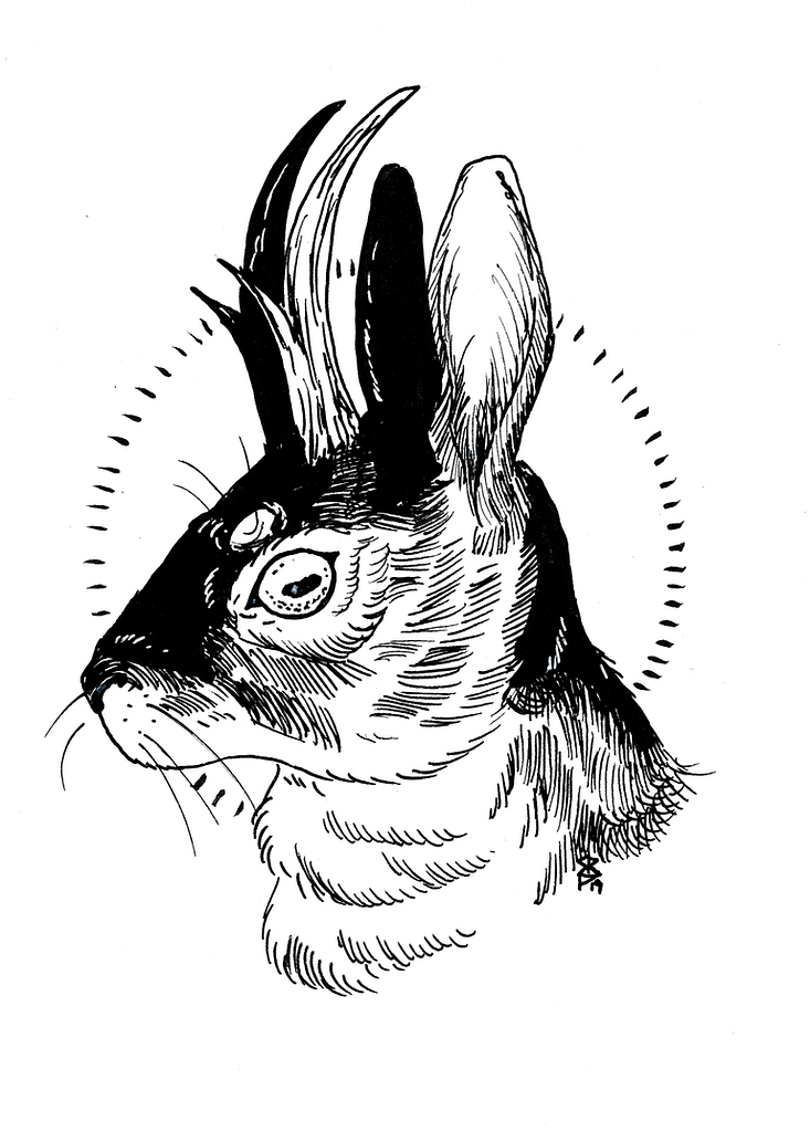 Jackalope ink drawing by Shelbi Pierce