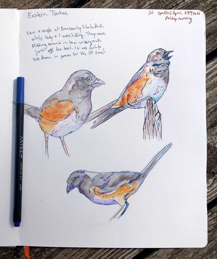 Eastern Towhee bird sketchbook page