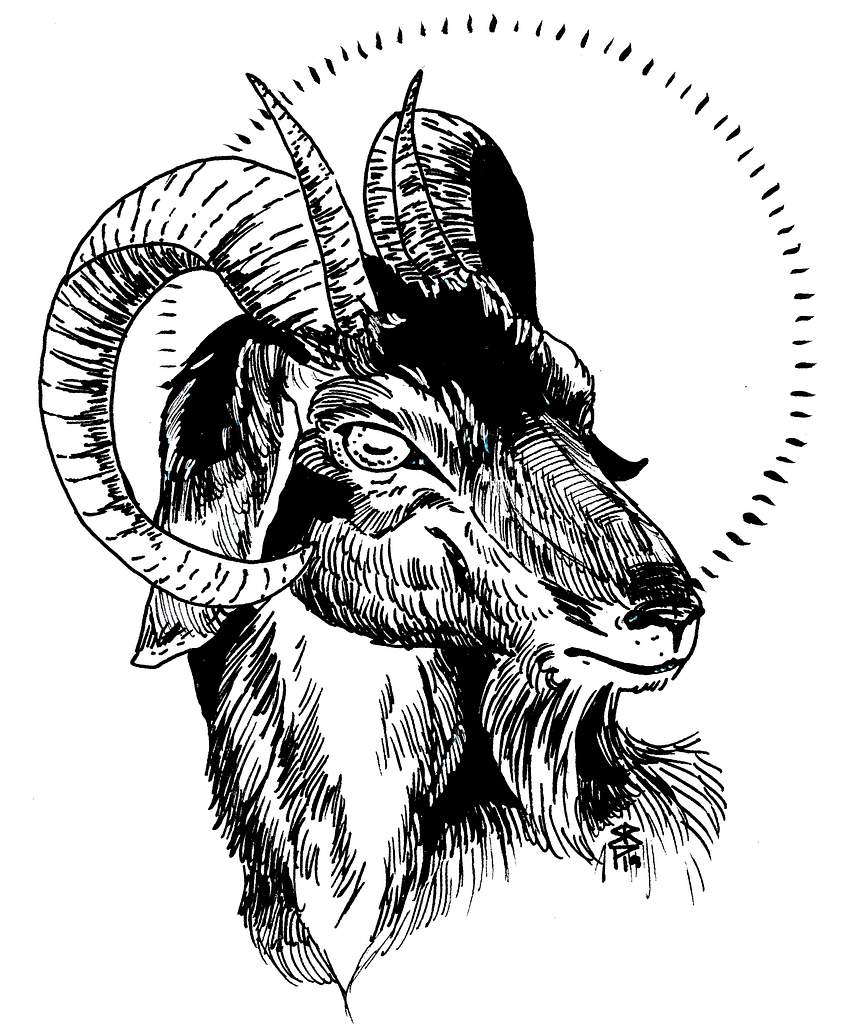 ink drawing of billy goat
